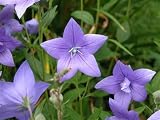 BALLOON FLOWER - PLATYCODEON GRANDIFLOREUS - 20 SEEDS