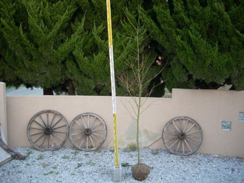 イロハモミジ　単木　樹高　H:2500mm