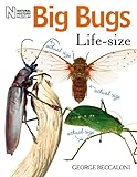 Big bugs life-size