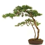 Bonsai - 48