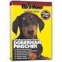 DOBERMAN PINSCHER DVD! Includes Dog & Puppy Training Bonus