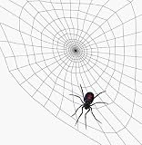 Black Widow Spider on Web - 24