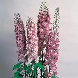 51XutJ6M3dL. SL160  Delphinium Plants