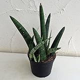 サンスベリア[サンセベリア]：シリンドリカ オバケ3.5号ポット[ぶっといサンスベリア！]