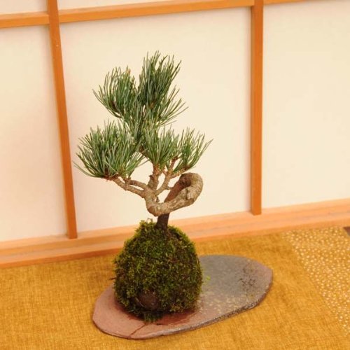 苔玉　五葉松（受け皿付）
