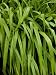 Ornamental Grasses Covered with Morning Dew, Groton, Connecticut Photographic Poster Print by Todd G