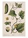 Garden Cucumber, Plate 4 from A Curious Herbal, Published 1782 Art Giclee Poster Print by Elizabeth Blackwell, 18x24