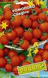 51XvOXHsh3L. SL160  Pomodoro Ciliegino   Ciliegino Tomato Seeds   5 grams