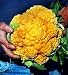 Orange Cheddar Cauliflower 35 Seeds