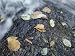 Leaves Get Washed onto a Rock in the Farmington River Photographic Poster Print