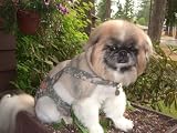 Joybies Camouflage Piddle Pants(tm) for X Small Female Dog (Measuring 11-13 From Collar to Base of Tail)