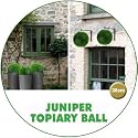 Topiary Juniper Ball 36cm (Artificial)