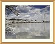 Cherry Blossoms, Washington Monument, Old Post Office Tower Photograph - Beautiful approx. 25"x29" Framed & Matted - 1 1/2" Antique Style Gold Frame - Photographic Print by Carol M. Highsmith