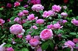 Brother Cadfael (ausglobe) Deep Pink Bare Root Rose- Old Rose Hybrid  From David Austin Roses