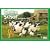 Shaun das Schaf. Kalender 2010