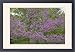 Framed Prints of CAN-3220 Redbud - Native to much of Eastern and Central U.S from Ardea Wildlife Pets