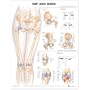 Hip and Knee Anatomical Chart