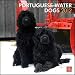 Portuguese Water Dogs 2012 Wall Calendar 12" X 12"