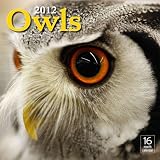 2012 Owls Wall calendar