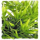 Natural Bushy Madagas Bamboo - Small 8 - 10
