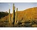 Photographic Prints of Mexico, Baja, Santa from Danita Delimont