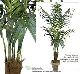 TWO 7' Artificial Kentia Palm Tropical Trees