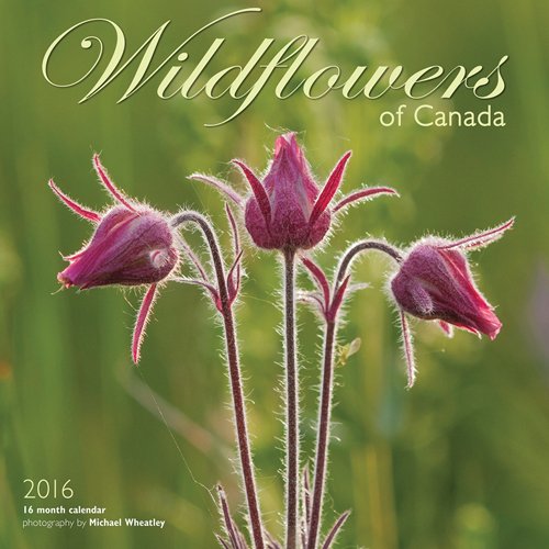 Wildflowers Of Canada 2016 Square 12X12 Wyman