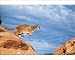 Photographic Prints of COUGAR / Mountain Lion / Puma / Panther - from Ardea Wildlife Pets