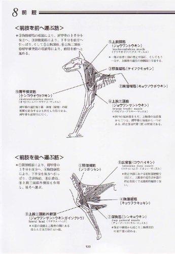 新 絵でみる犬の構成と歩様