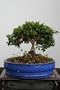 M&M BONSAI KINGSVILLE BOXWOOD BONSAI TREE