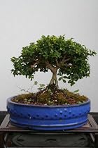 M&M BONSAI KINGSVILLE BOXWOOD BONSAI TREE