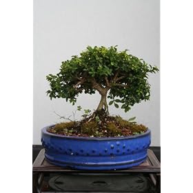 M&M BONSAI KINGSVILLE BOXWOOD BONSAI TREE