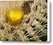 Buttercup Canvas Print / Canvas Art - Artist Kelley King