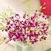 20 beautiful Purple Singapore Orchids