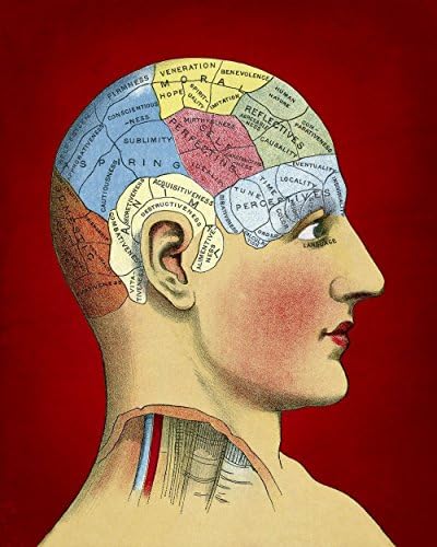 Phrenology Head Vintage Medical Illustration- Medical Anatomy Art - 8x10 Wall Decor in Red
