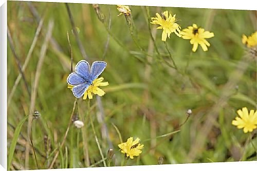 Canvas Prints of Butterfly from Country Life 