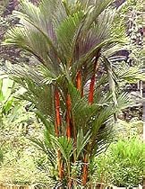 Lipstick Palm 15 Seeds - Cyrtostachys