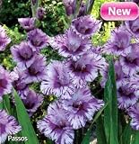 Amazon / Hirts: Bulbs; Gladiolus: Passos Gladiolus 10 Bulbs - NEW! - Lush Plum!