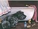 Cairn Terrier Bath Time Canvas Picture by Renaud