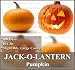 10 JACK O LANTERN Pumpkin seeds PERFECT FOR CARVING Bright orange skin 4 carving