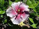 Amazon / Hirts: Rose of Sharon: Exotic Blues Man Hibiscus Plant - 4 POT - Indoors/Out