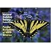 National Audubon Society Pocket Guide to Familiar Butterflies Of North America (National Audubon Society Pocket Guides)
