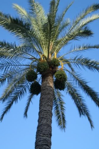 10 CANARY ISLAND DATE PALM Phoenix Reclinata Canariensis Tree Seeds *Comb S/H 10 CANARY ISLAND DATE PALM Phoenix Reclinata Canariensis Tree Seeds *Comb S/H