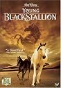 Young Black Stallion