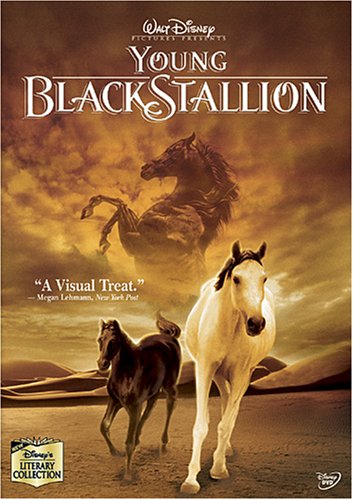 Young Black Stallion
