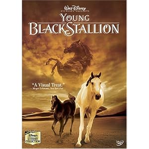 Young Black Stallion
