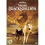 Young Black Stallion