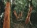 Mahogany Planks Dry Propped up against Trees Artists Photographic Poster Print, 18x24