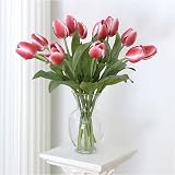 Tulip 6 Stems