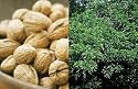 1X 3-4FT TALL WALNUT TREE*grow your own nuts*